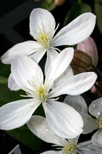 Clematis armandii