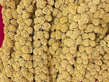 Millet spray wild - millet, spray-wild