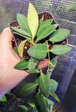 Hoya SP Aff Burtoniae Fully