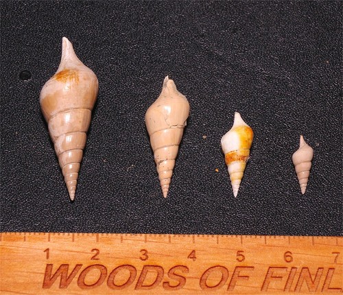 Eocene gastropod hippochrenes - gastropod,