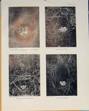 Original Old Antique Print