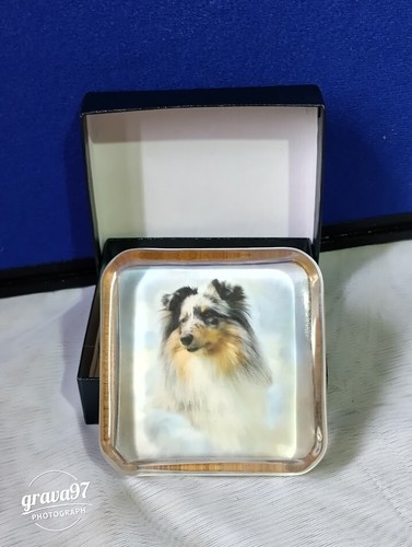 Shetland sheep dog - dog, sheltie