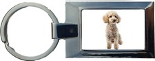 Miniature Poodle Dog Pet