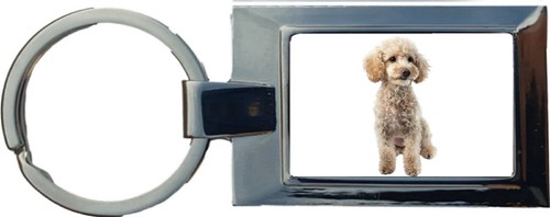 Miniature poodle dog pet - miniature,