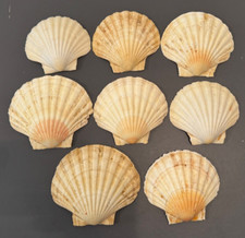 NATURAL CLAM SHELLS X8