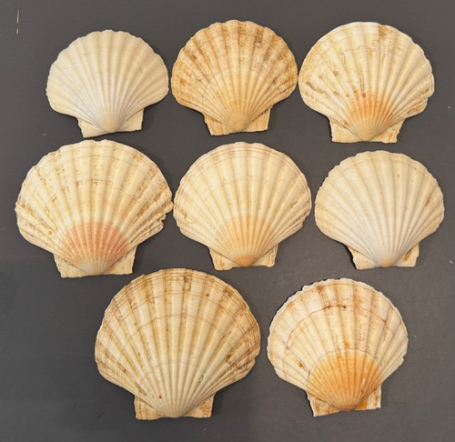 Natural clam shells - natural, x8