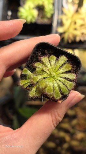 Drosera admirabilis ceres - admirabilis,