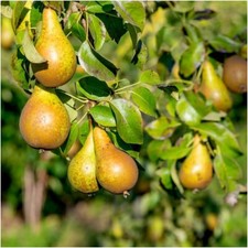 Conference pear tree 4ft 4l - conference, 3-4ft