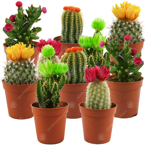 Mini disco cactus - disco, /