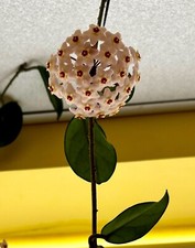 Hoya Carnosa (wax flower)
