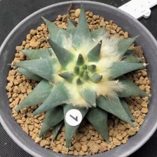 Ariocarpus retusus cactus - ariocarpus,