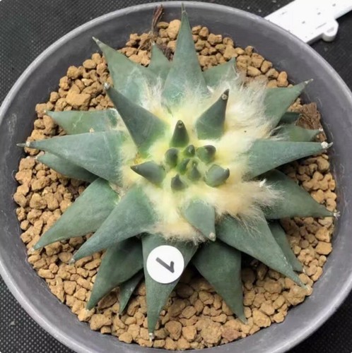 Ariocarpus retusus cactus - ariocarpus,