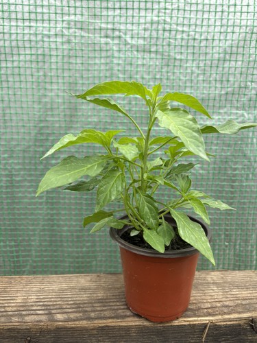 Fresh plant aribibi - fresh,