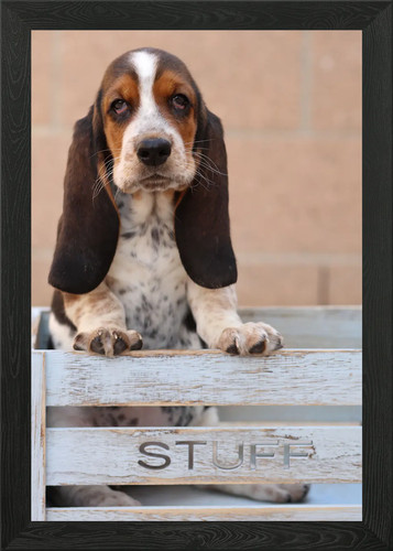 Puppies and stuff framed wall - and,