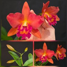 Cattleya Red, Fragrant