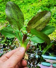 2 x Echinodorus OZELOT RED AMAZON SWORD Live Aquarium Plants