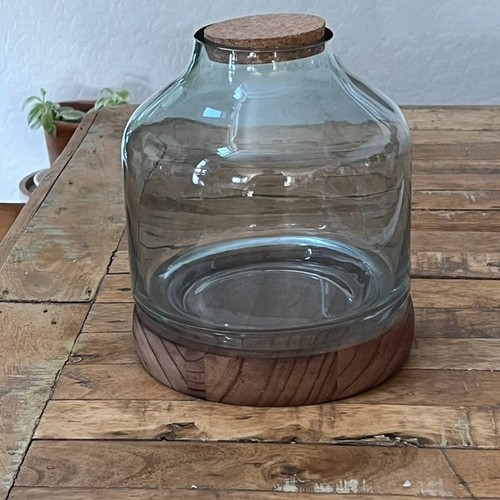 Glass terrarium with - glass,