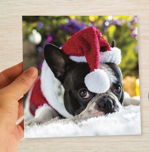 French bulldog christmas cards - french,