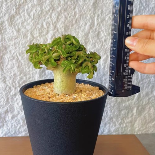 3cm adenium obezsum khao - obezsum,