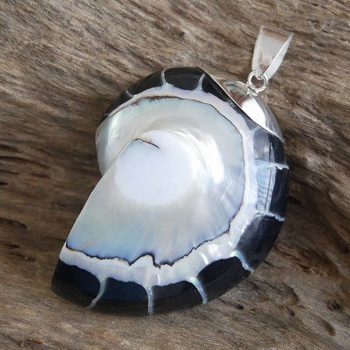 Large black nautilus shell - large,