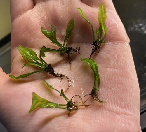Windelov java fern baby - fern,