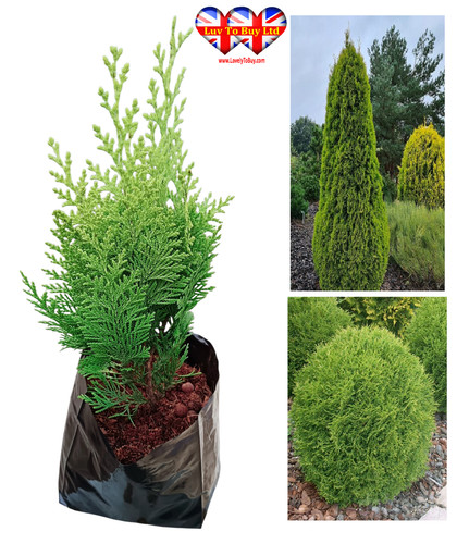 Hinoki cypressthuja - hinoki,