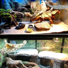 Bearded Dragon Hammock