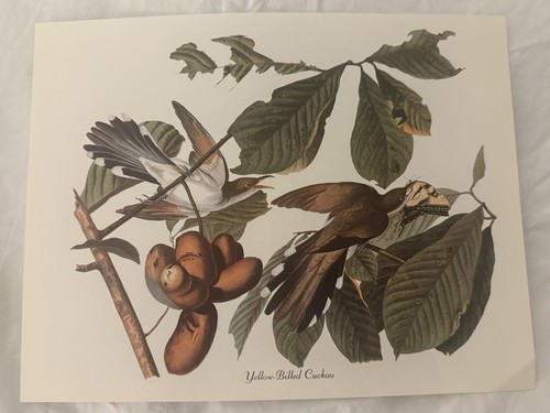 Audubon yellow billed - audubon, yellow-billed