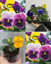 20 Pack Pansies | Garden Ready Plants