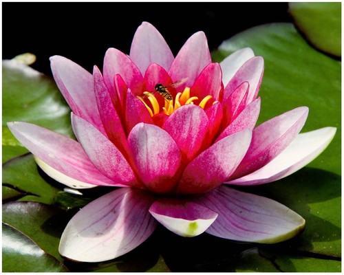 Lotus iris pond soil aquatic - lotus,