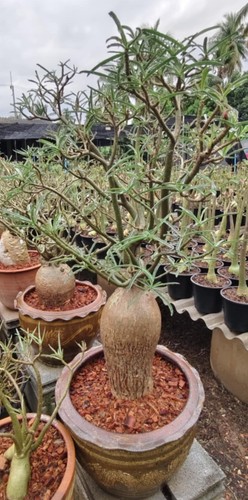 Desert rose adenium - desert, rose/adenium