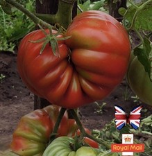 TOMATO 10 SEEDS “Mushroom