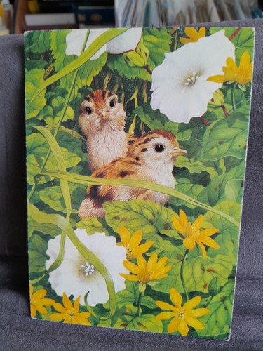 Pheasant chicks 34696