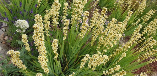 X15 sisyrinchium striatum - x15,
