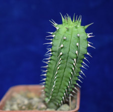 Unique Hoodia currorii