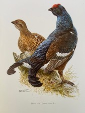 BLACK GROUSE bird print