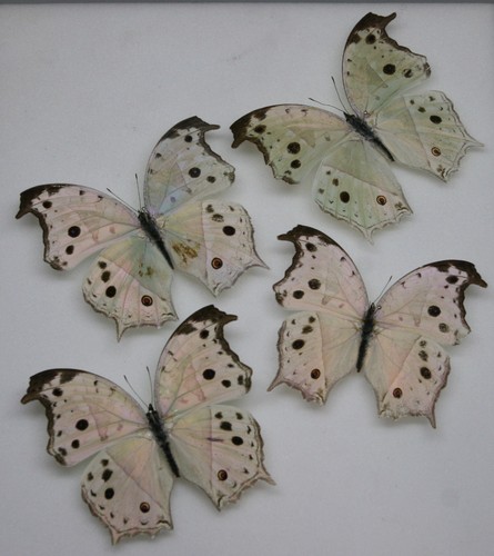 Real butterfly specimens x4 - ,