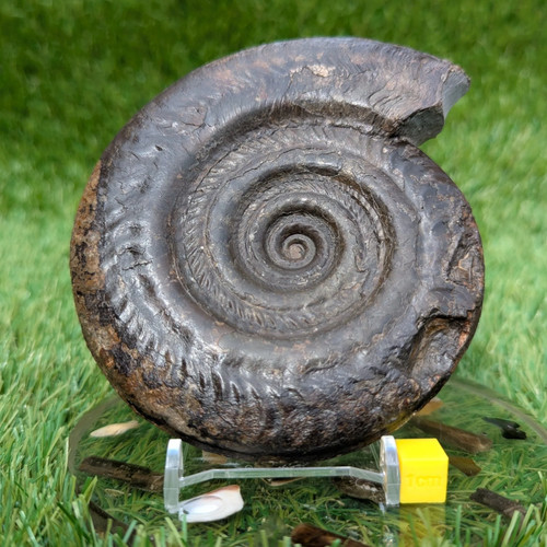 Large hildoceras ammonite