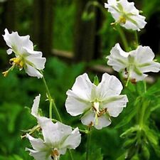GERANIUM phaeum 'Album' -