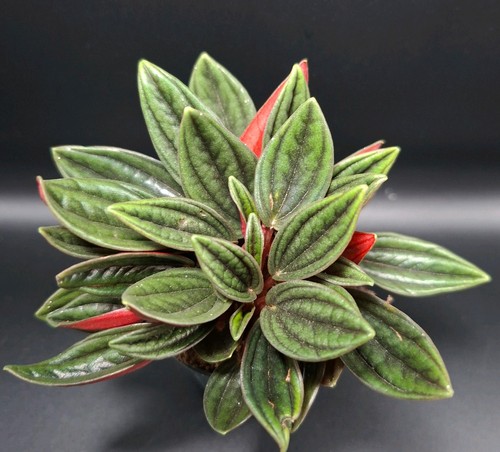 Peperomia rosso 5cm pot small - peperomia,