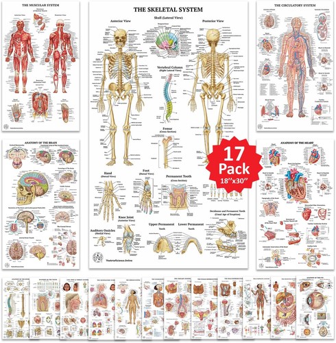 Human anatomy posters - 17,