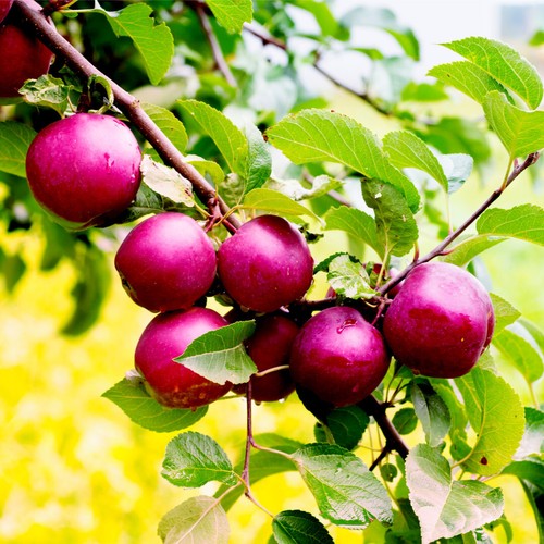 Spartan apple tree 5ft - apple,