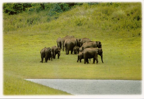 Indian elephants periyar - indian,