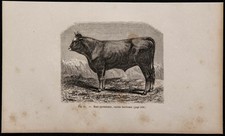 1860 - Pyrenean Race