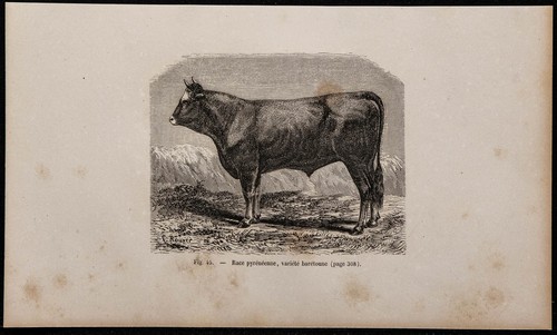 1860 pyrenean race - -,