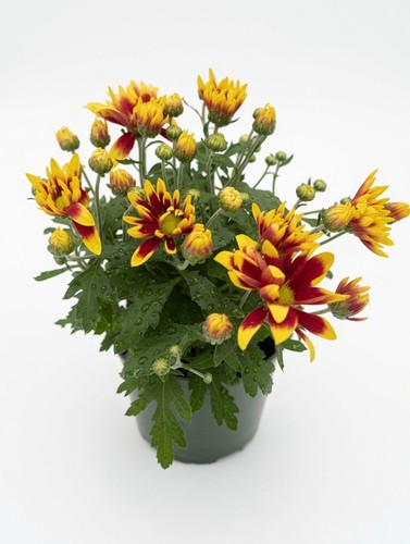 Yellow chrysanthemum plant - yellow, in