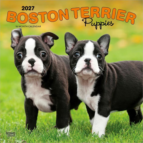 Browntrout boston terrier - browntrout,,