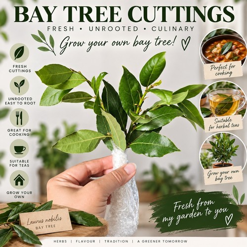 Fresh bay tree cuttings - fresh,