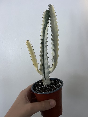 Euphorbia lactea white - lactea, “white
