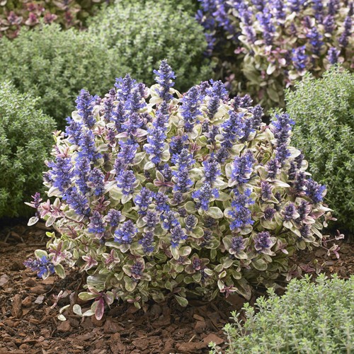 Ajuga princess nadia - ajuga,